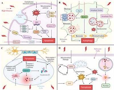 Diabetic peripheral neuropathy based on Schwann cell injury: mechanisms of cell death regulation and therapeutic perspectives